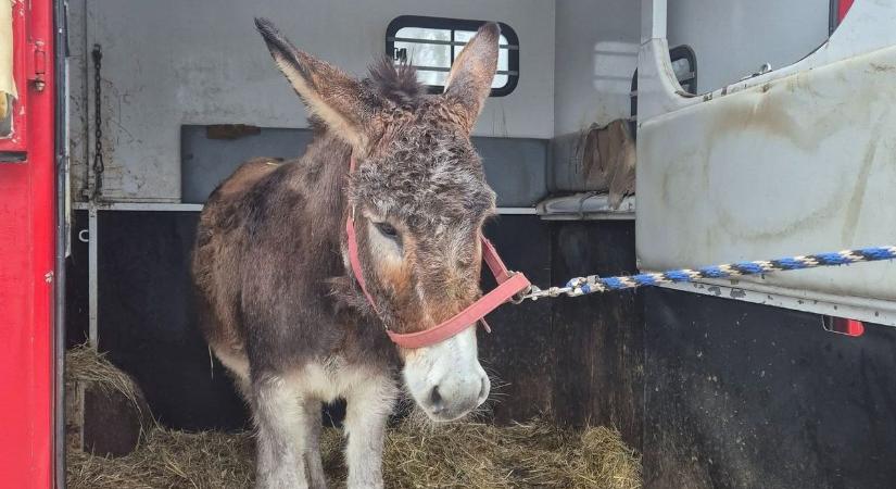 Új lakó érkezett a szamárfarmra - Adi csacsi már barátkozik a többiekkel
