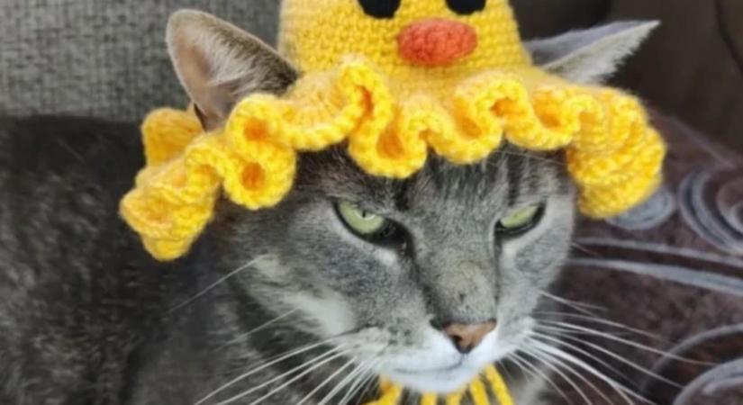 Szia uram, cicasapka érdekel? Macskadivat hódítja meg az online piacteret ( galéria)