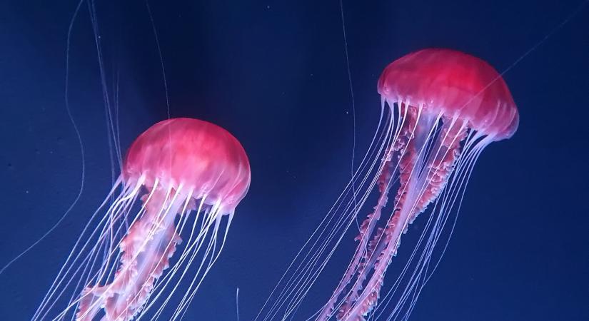 Eddig rejtett mechanizmust fedeztek fel a tudósok – Ez okozhat szélsőséges időjárást