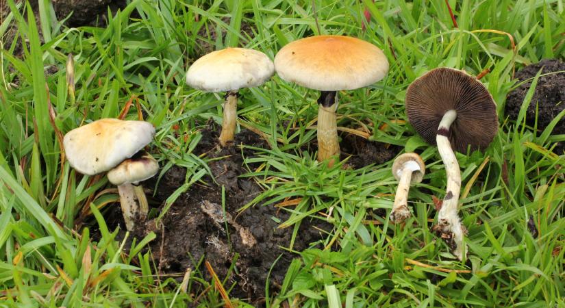 Kiderült, miért alakulhatott ki a varázsgombák hallucinogén hatása