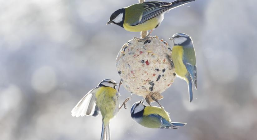 Ne költs drága bolti madáreleségre: fillérekből, otthon is készíthetsz tápláló téli csemegét  Videó