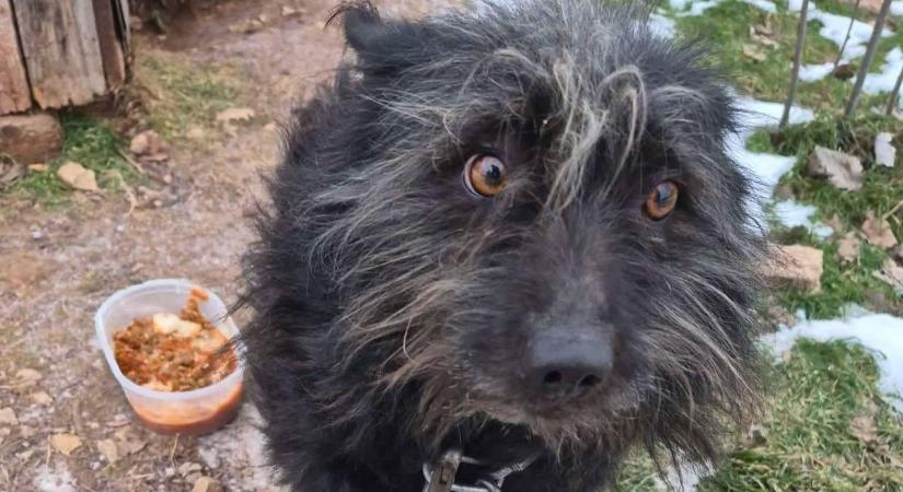 Embertelen állatkínzó: étlen-szomjan, kikötve szenvedett a kutya a kemény mínuszban ( képek)