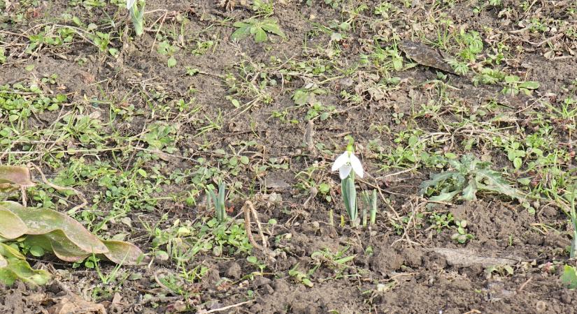 Nyílik a hóvirág Hajdú-Bihar megyében