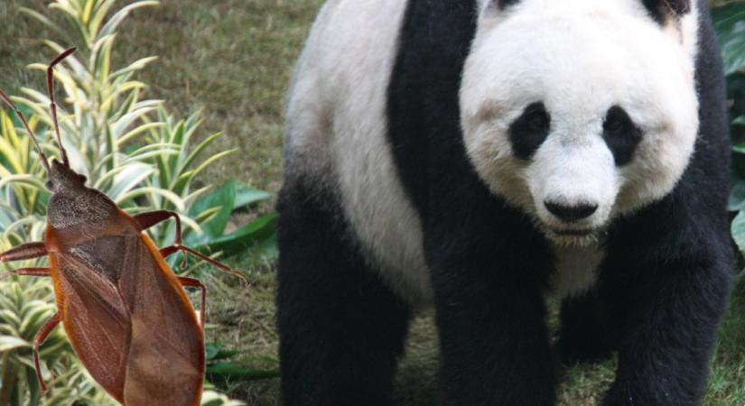 Pandadiplomácia - Józsa Márta jegyzete