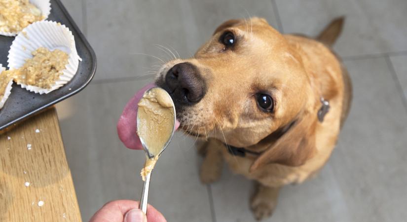 A mogyoróvaj jót tesz a kutyáknak: igaz vagy hamis? – Tedd próbára tudásod!