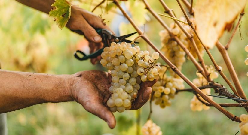 NAK: már benyújthatók a támogatási kérelmek a fagykárkrízis-támogatásra