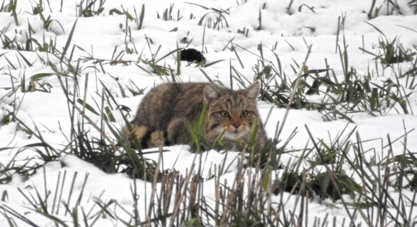 Veszélyes időszak kezdődik a vadmacskák számára