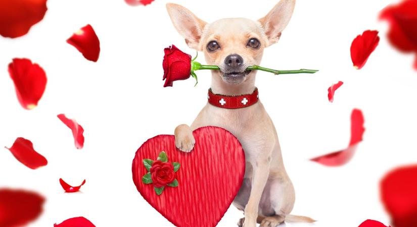 Valentin-nap 2026: 20 pénztárcabarát ötlet pároknak és szingliknek