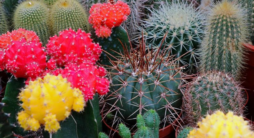 Mi lehet az oka annak, hogy a kaktusz nem virágzik?