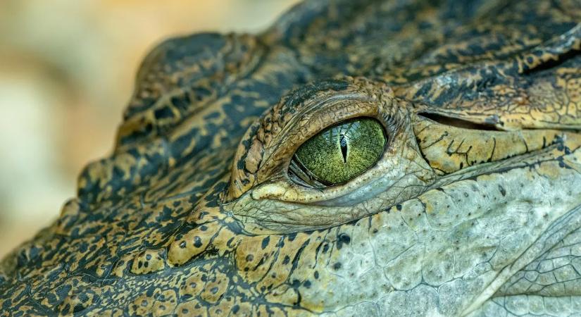 Hatékony tippek a fülcimpa pattanás gyors és gyengéd kezelésére