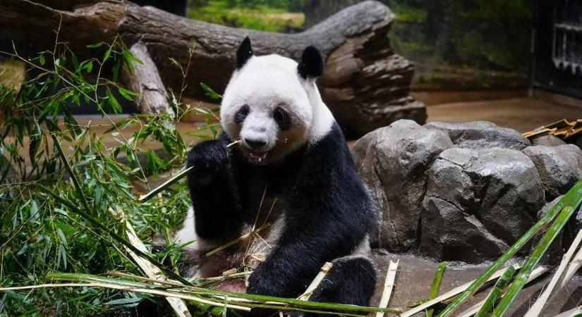 Könnyek között búcsúztatták az óriáspanda-ikreket – megható videó