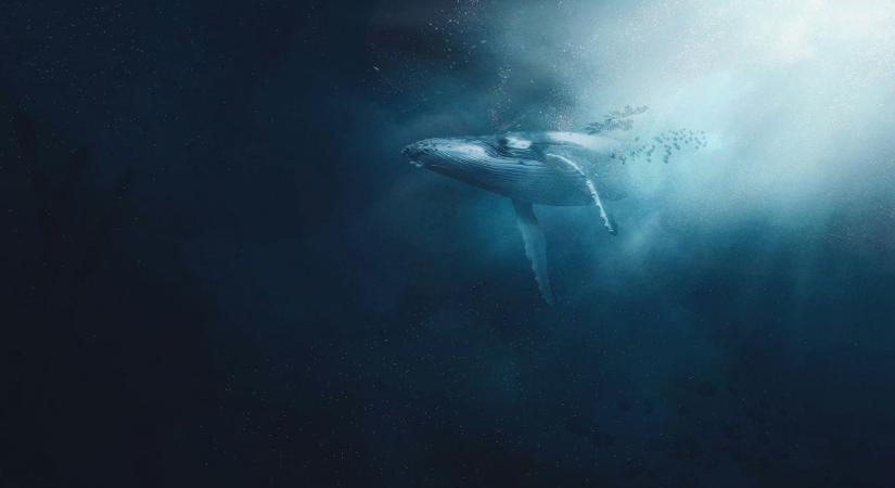 Tizenhárom éven át követték ugyanazokat a bálnákat a tudósok – csak most jöttek rá, mit láttak valójában!