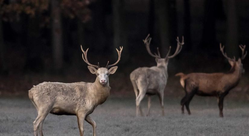 Fehér csodaszarvast láttak az Ipolynál – videó