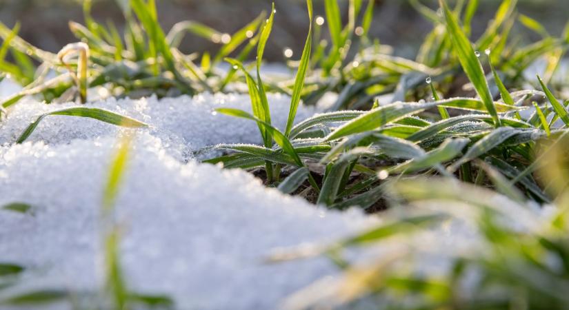Figyelem! Ezekben a napokban dől el, mi lesz az idei terméssel