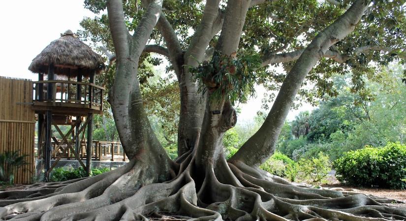 A Közönséges füge gyökérrendszerének átfogó tudományos elemzése