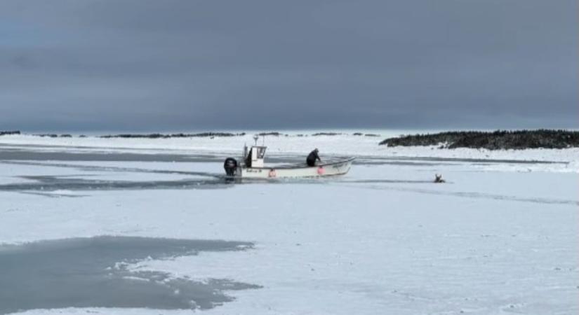Beszakad alatta a jég: halászok mentették ki a fuldokló szarvast