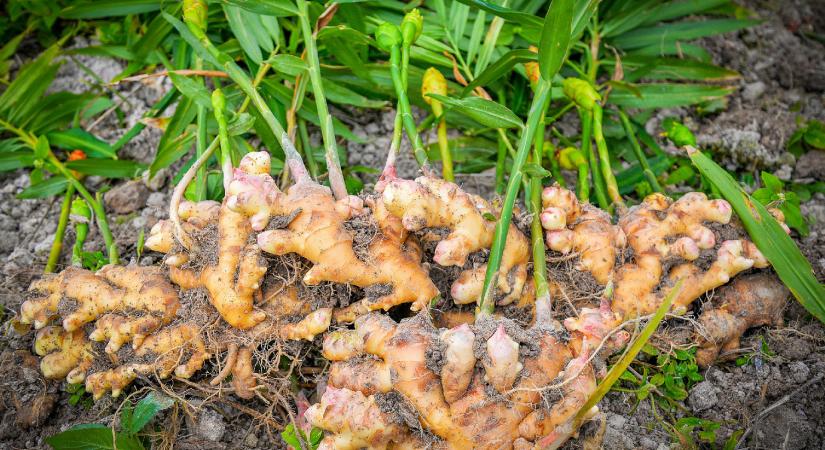 Gyömbértermesztés odahaza: miért és hogyan?