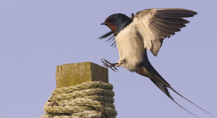 Ezeket a munkákat csak áprilisig lehet elvégezni: utána tilos lesz itthon