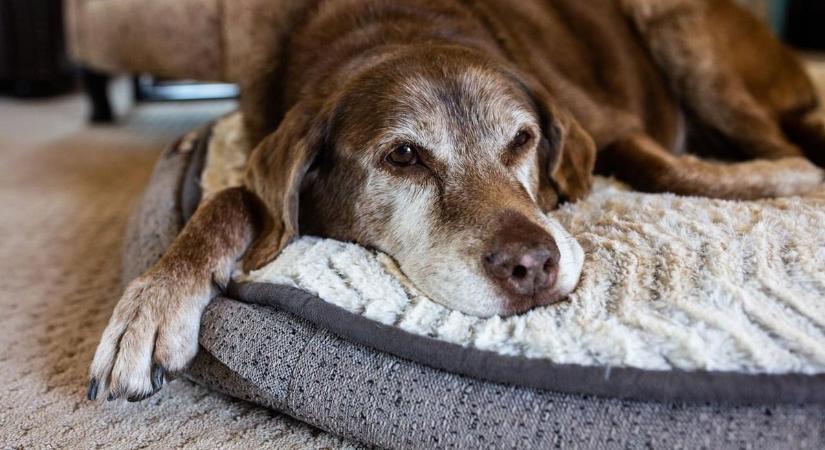 Szívszorító döntést kellett hozni: eljött a búcsú pillanata