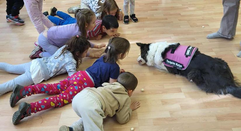 Rekordszámokkal zárult az állatvédelmi témahét