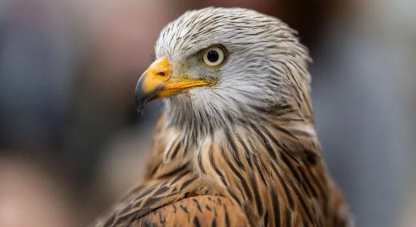 Jagd & Hund: Európa legnagyobb vadászati kiállítása