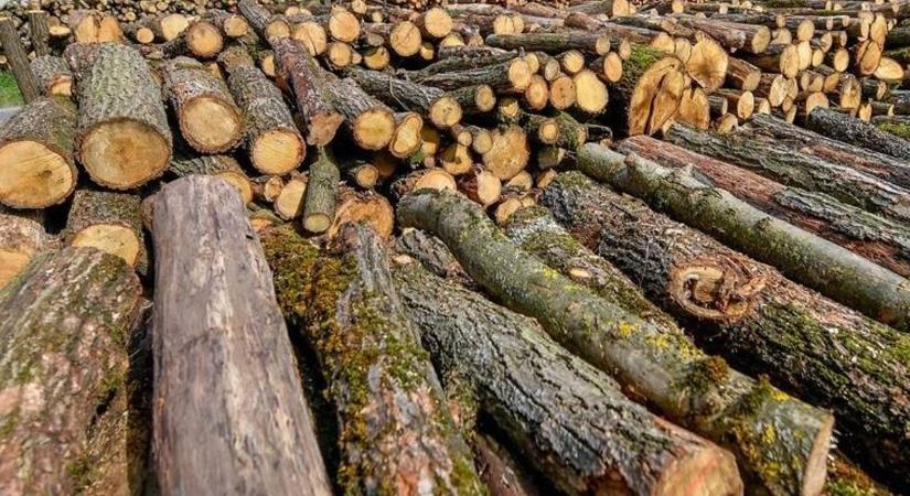 Tűzifát vettek, de helyette a keserű felismerés jött