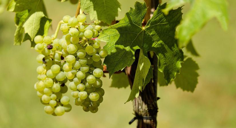 Ne dobja ki! Így válik értékké a levágott szőlővessző