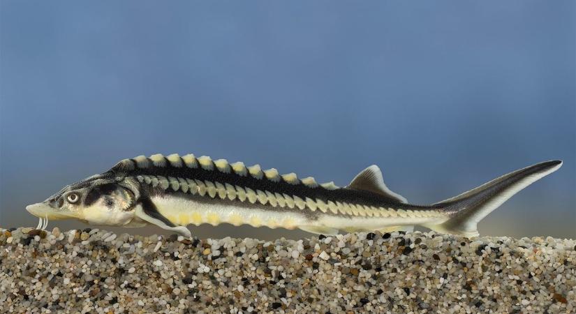 Megvan az év hala 2026-ban: ritka vándorhal nyert
