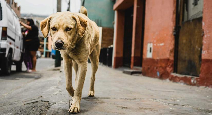 Kóbor kutyák helyzetének kezelésével foglalkozó szakosztályt hoz létre a Maros Megyei Tanács