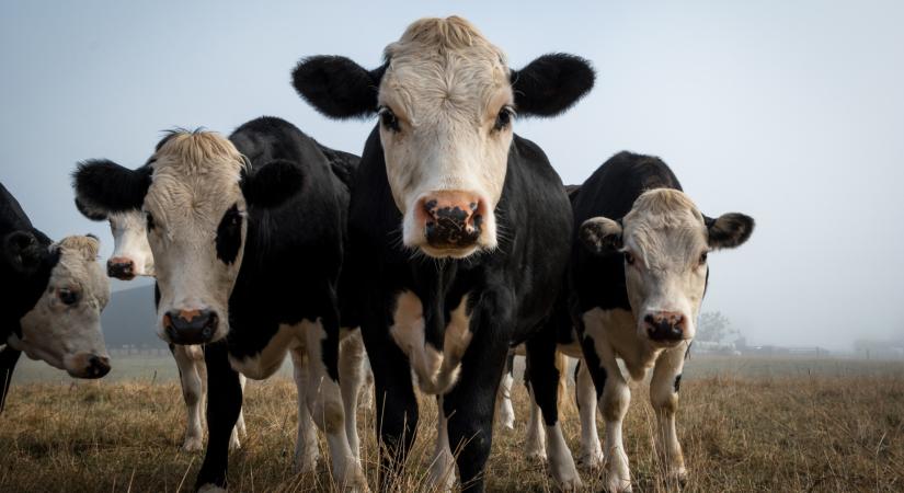 Túlélheti-e a magyar agrárium a klímaválságot? Egy hónapra van a válasz - Planet Budapest 2026!