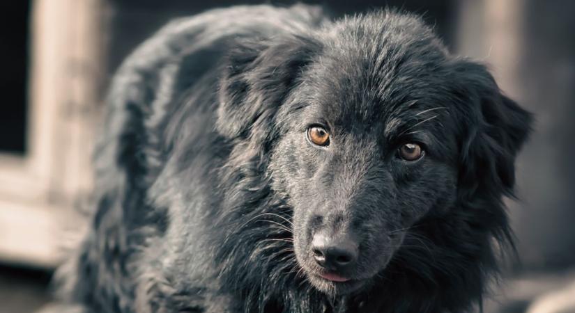 Kovács István után kutyája, Bogi is elhunyt