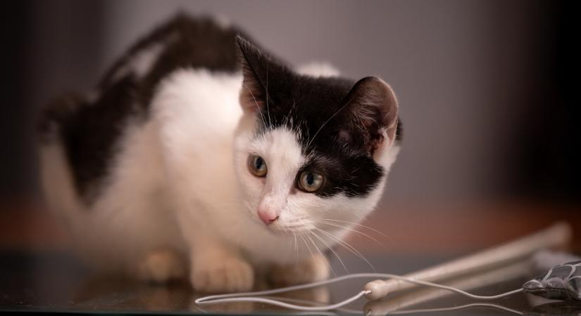 Így értheted meg félénk cicád viselkedését: elmondjuk, hogyan segíthetsz neki