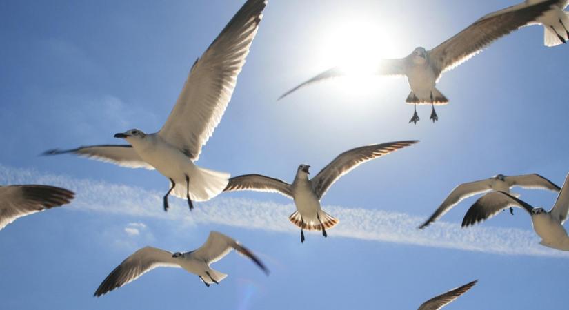 A klasszikus zenei koncert, amelyen kivételesen a közönség és a zenészek is használhatják a telefonjaikat