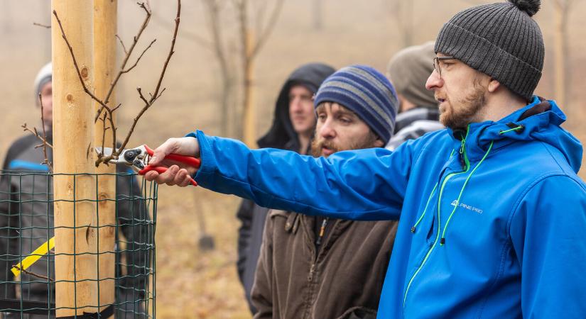 Mikor érdemes kezdeni a metszést a kertben?