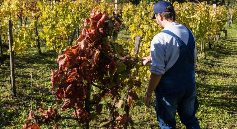 Károsítók jutottak be Magyarországra: vigyázat, veszélyesek lehetnek