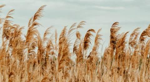 Mennyire ismered a magyar tájszavakat? – Kvíz