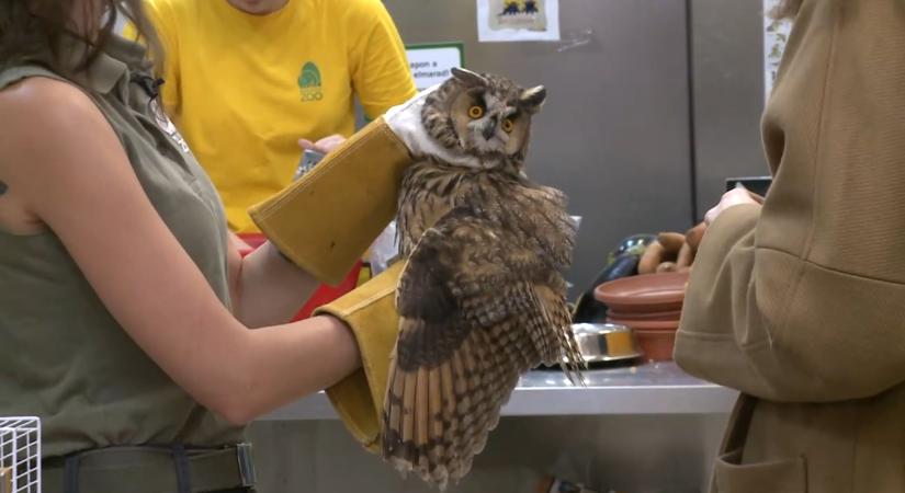 Baglyok a városban: egyre több fülesbagoly költözik panelházak közé