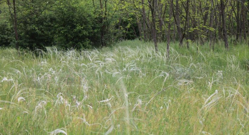 Nem kell messzire menni, ha látni akarja az Év Vadvirágát
