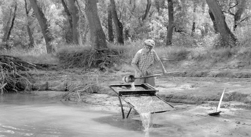 A balatoni halezüst a franciák érdeklődését is felkeltette