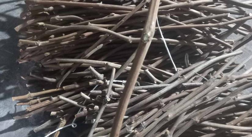 Szőlő oltócsapok és vadalanyok gyűjtése, tárolása