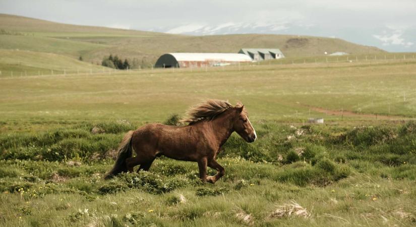 Hargita megye: kezdődik a kevésvérűség szűrése és a lépfene elleni oltás