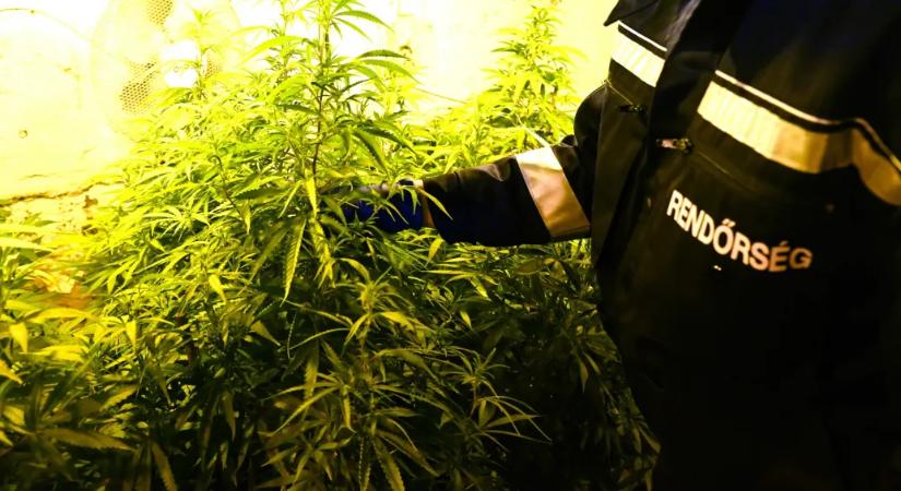 Az EU bírósága szerint Magyarország uniós jogot sértett kannabiszügyben