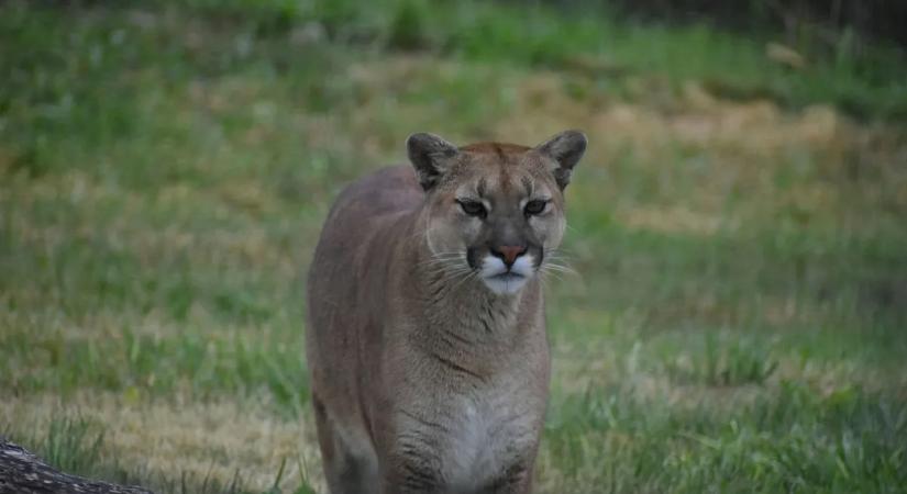 Eltévedt puma okozott riadalmat egy amerikai városban