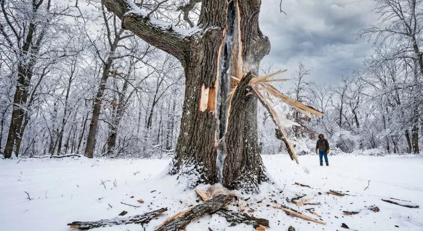 Felrobbannak a fák az extrém hidegtől Amerikában? - Sokkoló videó terjed az interneten
