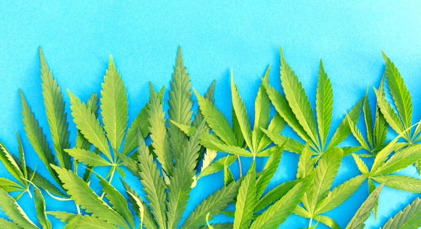 Magyarország nem úgy szavazott a kannabisz besorolásával, mint az EU, ezzel megsértette az uniós jogot