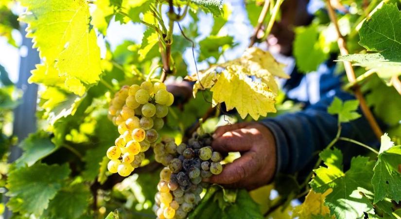 Újabb, sorsdöntő információk láttak napvilágot a pusztító betegségről