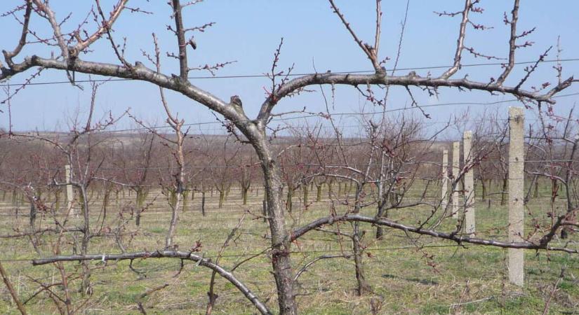 Központi tengelyes gyümölcssövények: a Haag-sövény