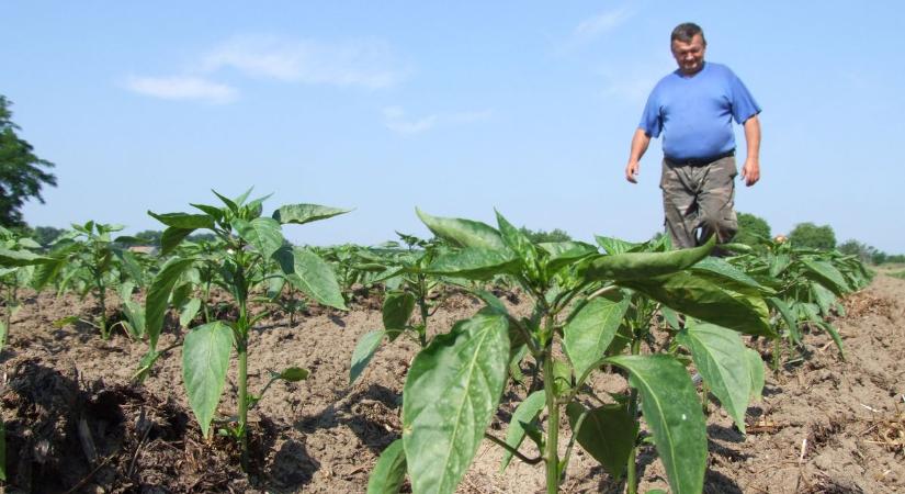 Kártevők a hidegben: így hatott a januári fagy a növényvédelemre