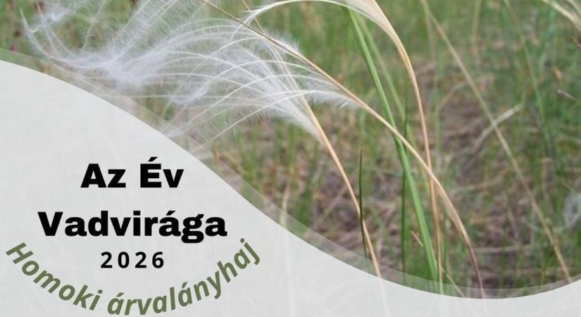 Eltűnőben van, mégis gyönyörű – a homoki árvalányhaj lett az év vadvirága