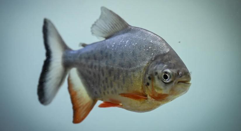 Vérfürdő a folyóparton: piranhák támadták és sebesítették meg meg a fürdőzőket